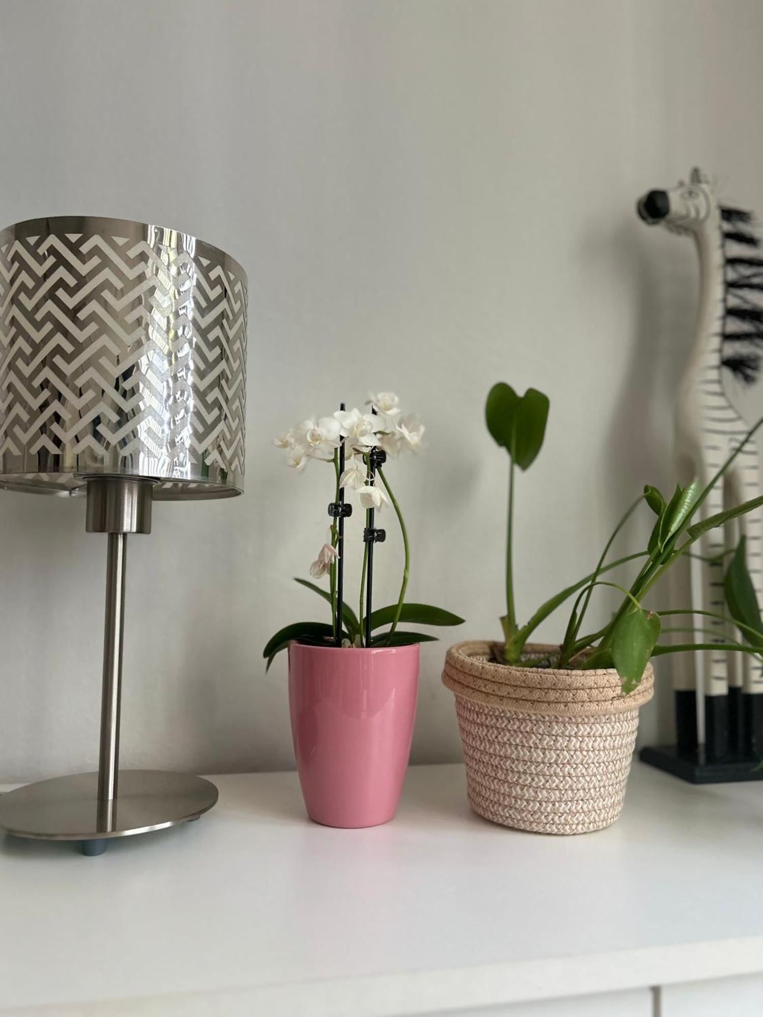 Studio Apartment Michelle Dubrovnik Buitenkant foto